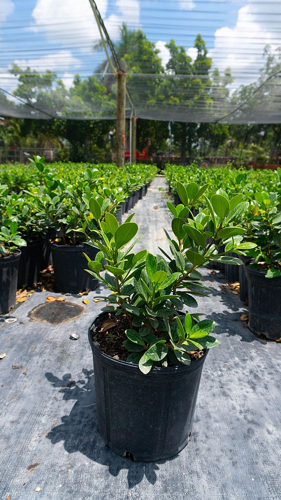 ficus-microcarpa-green-island-ficus-green-island