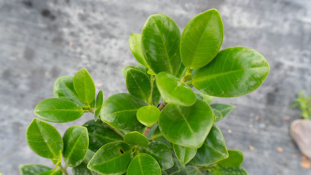 ficus-microcarpa-green-island-ficus-green-island