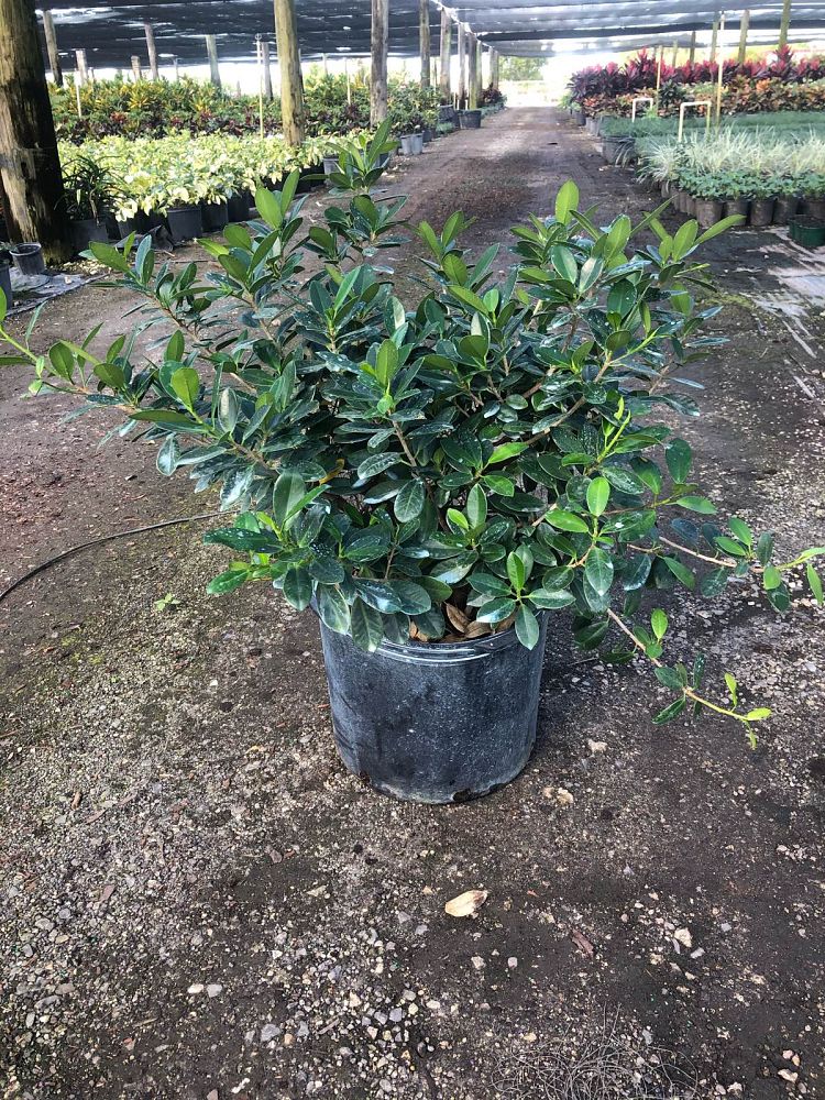 ficus-microcarpa-green-island-ficus-green-island