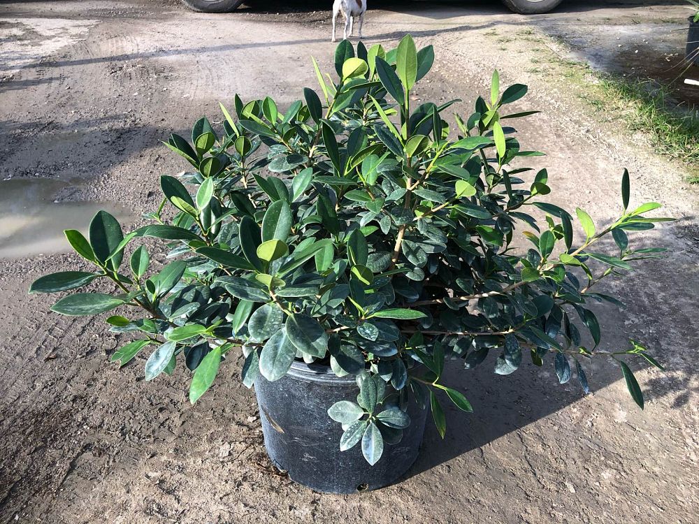 ficus-microcarpa-green-island-ficus-green-island