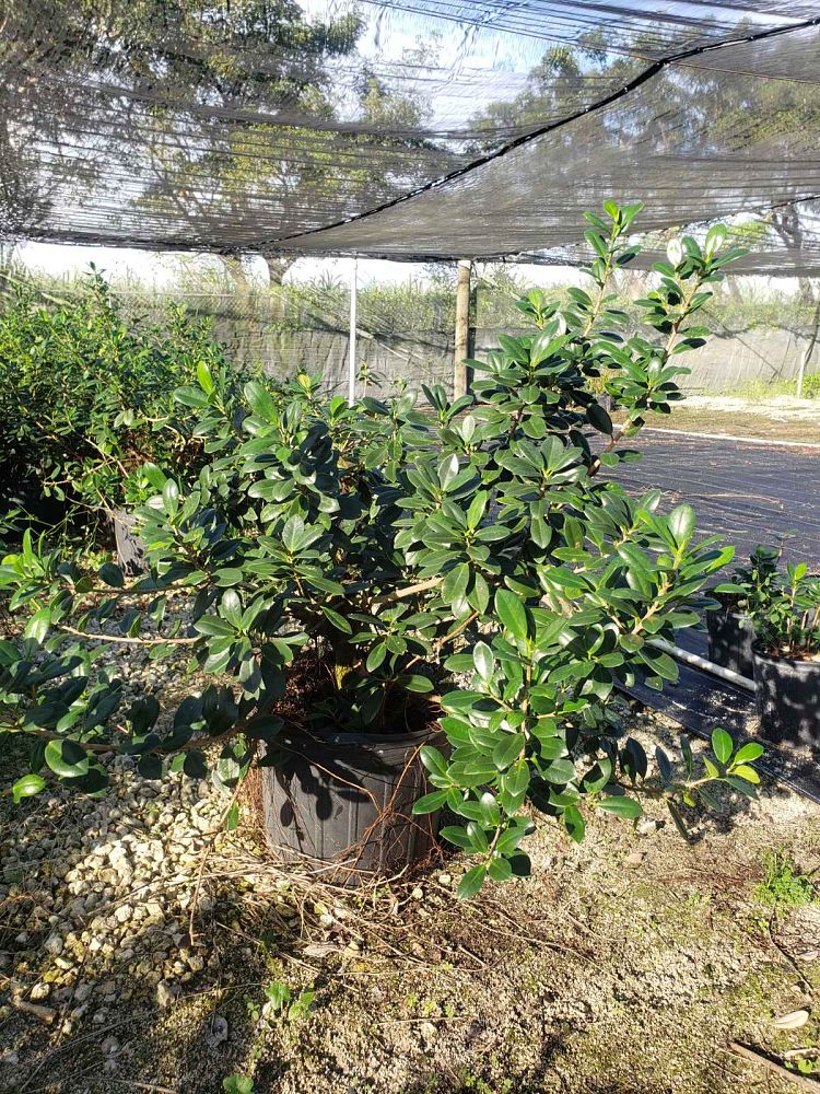 ficus-microcarpa-green-island-ficus-green-island