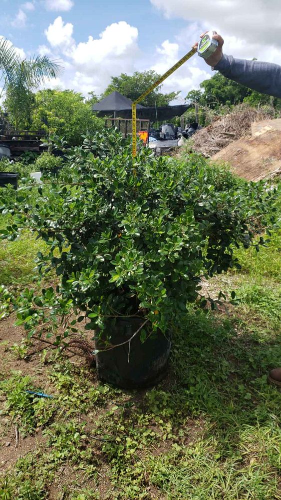 ficus-microcarpa-green-island-ficus-green-island