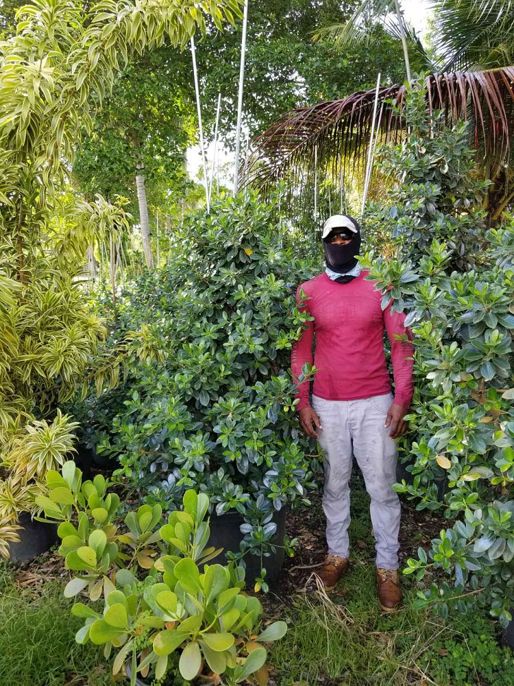 ficus-microcarpa-green-island-ficus-green-island
