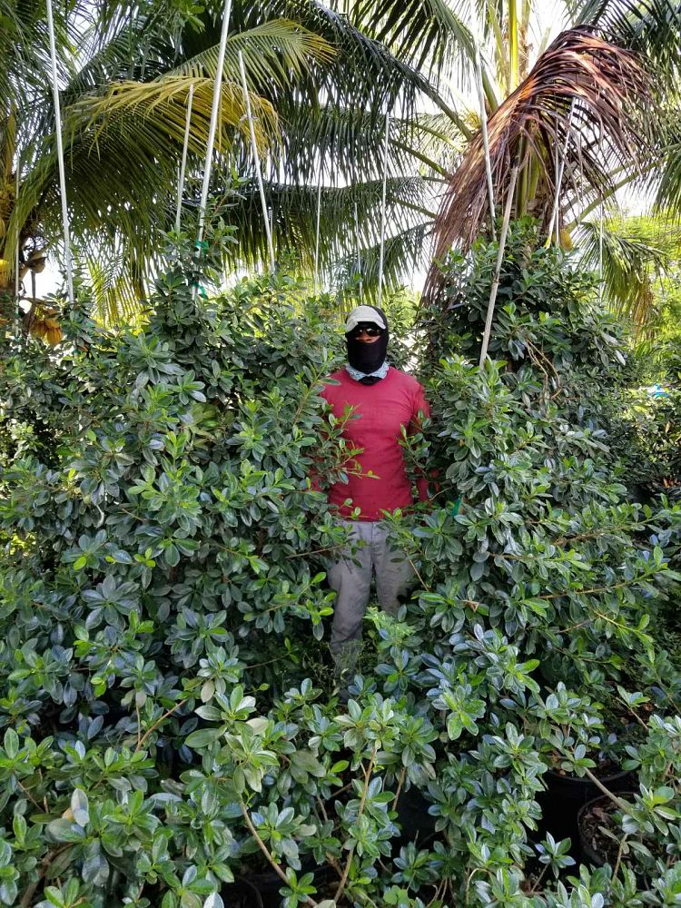 ficus-microcarpa-green-island-ficus-green-island