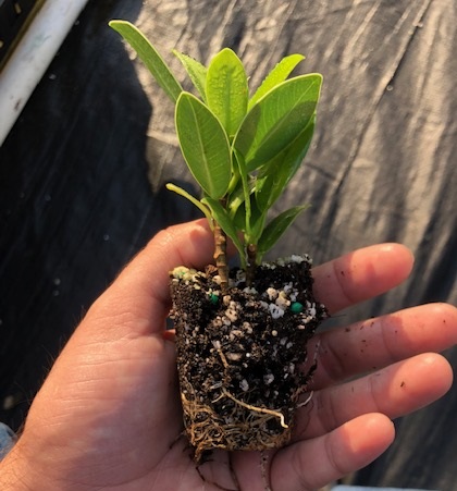 ficus-microcarpa-green-island-ficus-green-island