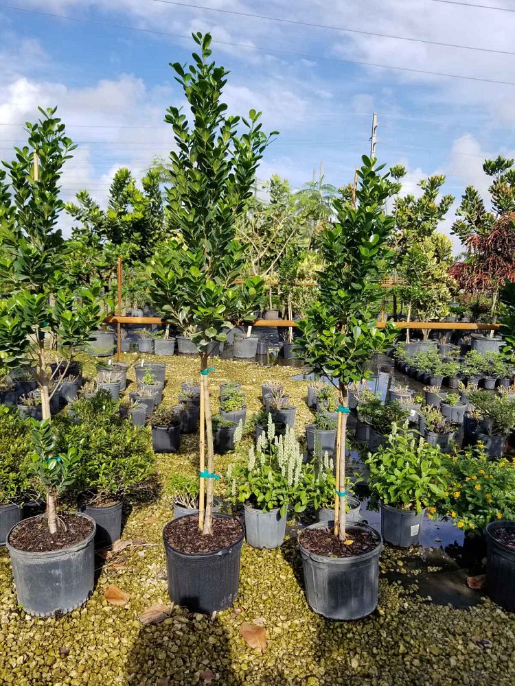 ficus-microcarpa-green-island-ficus-green-island