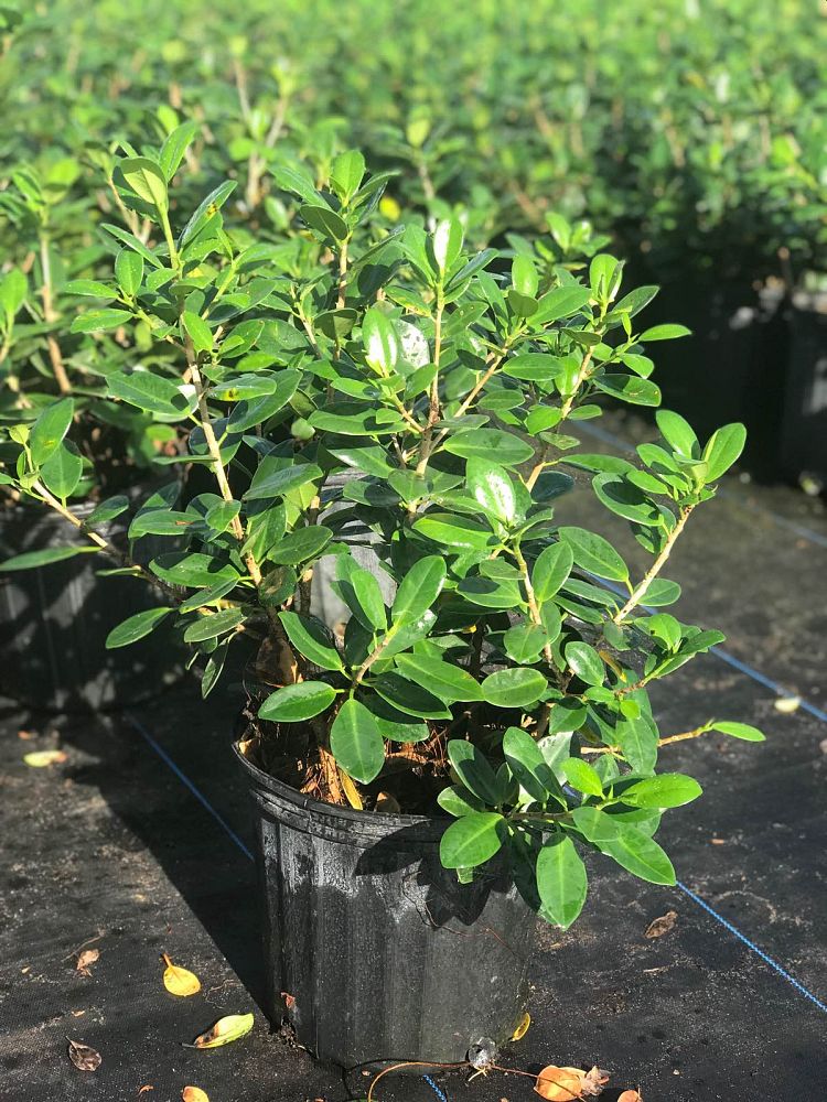 ficus-microcarpa-green-island-ficus-green-island