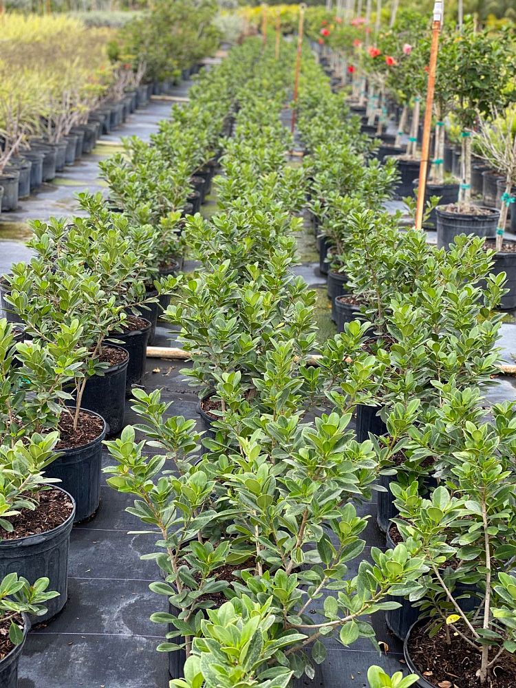 ficus-microcarpa-green-island-ficus-green-island