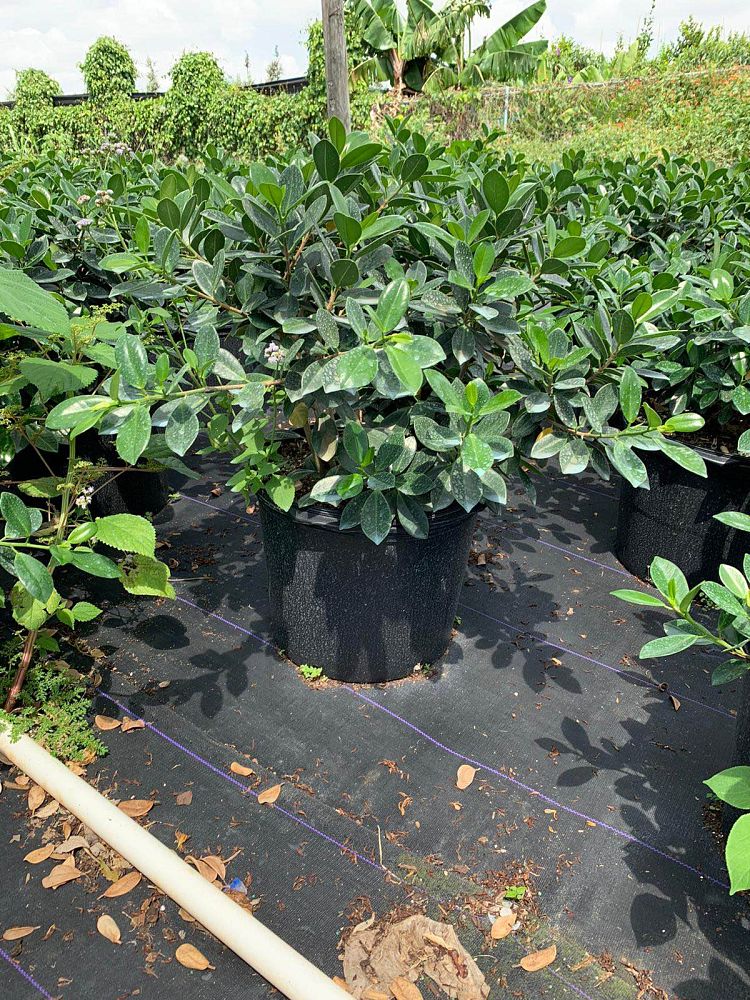 ficus-microcarpa-green-island-ficus-green-island