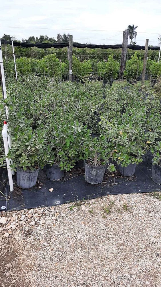 ficus-microcarpa-green-island-ficus-green-island