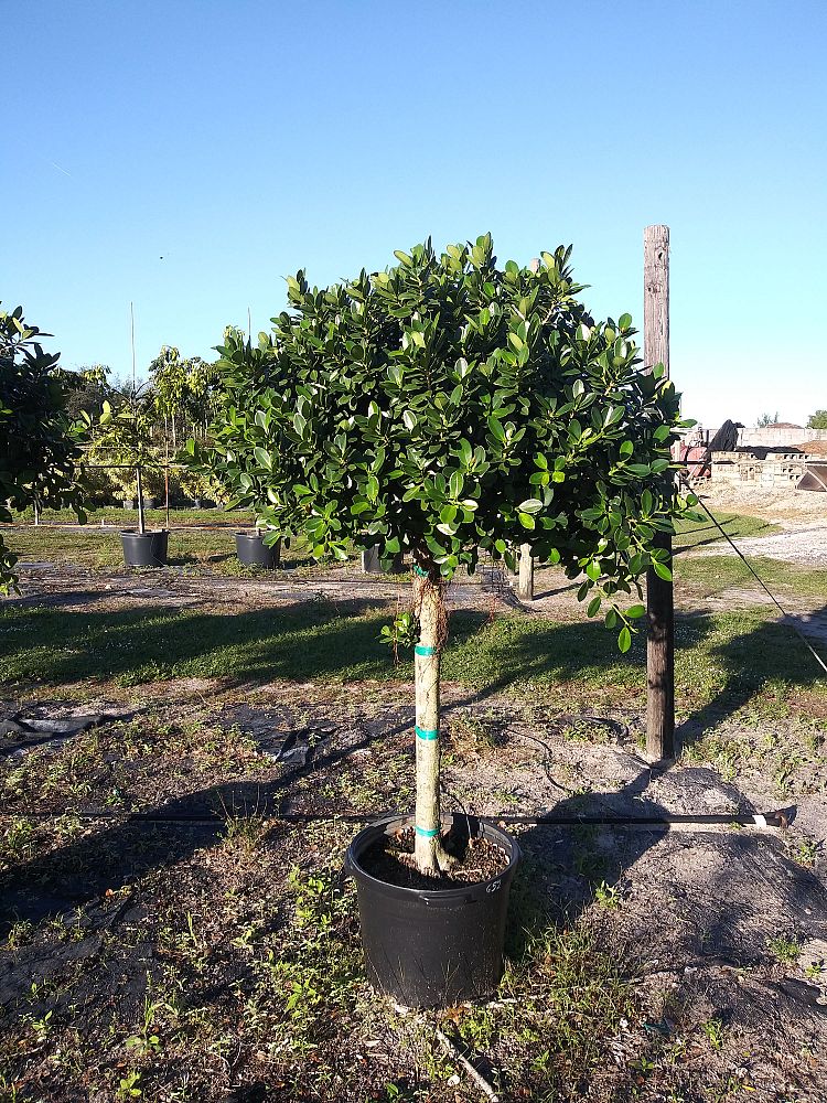 ficus-microcarpa-green-island-ficus-green-island