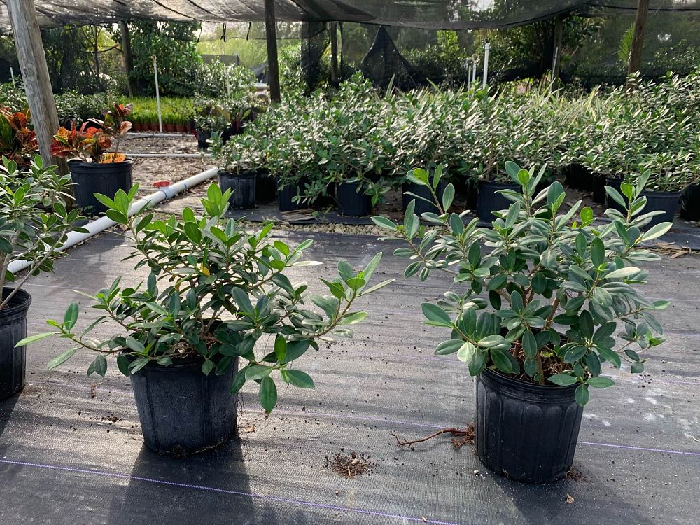 ficus-microcarpa-green-island-ficus-green-island