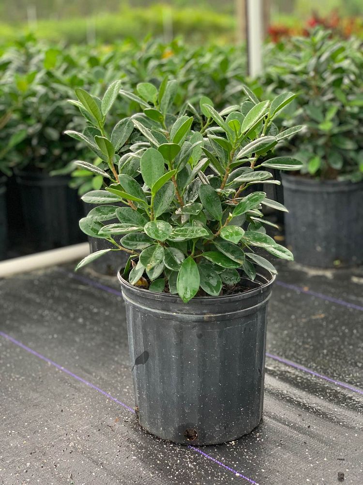 ficus-microcarpa-green-island-ficus-green-island