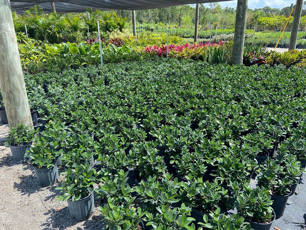 ficus-microcarpa-green-island-ficus-green-island