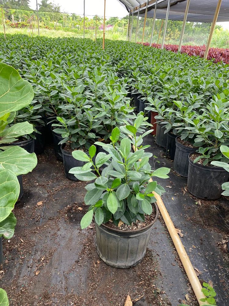 ficus-microcarpa-green-island-ficus-green-island