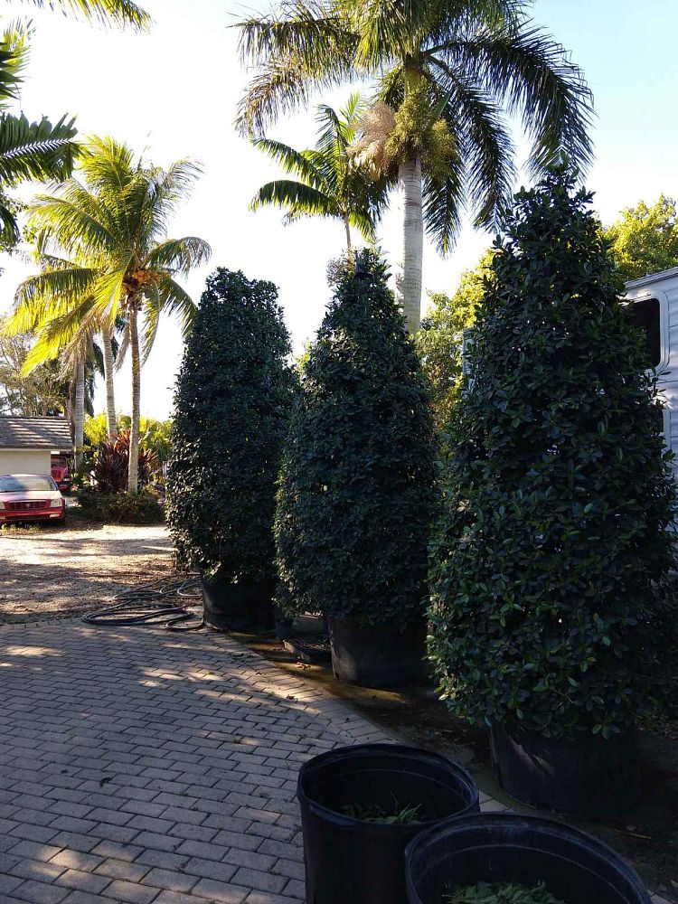 ficus-microcarpa-green-island-ficus-green-island