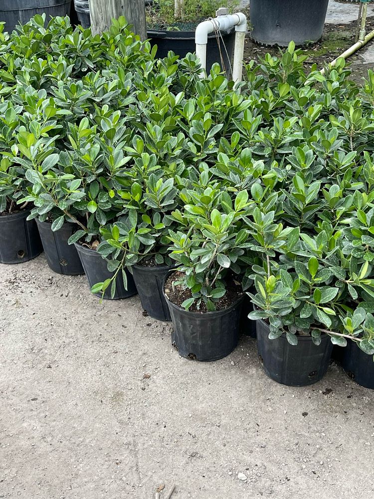 ficus-microcarpa-green-island-ficus-green-island