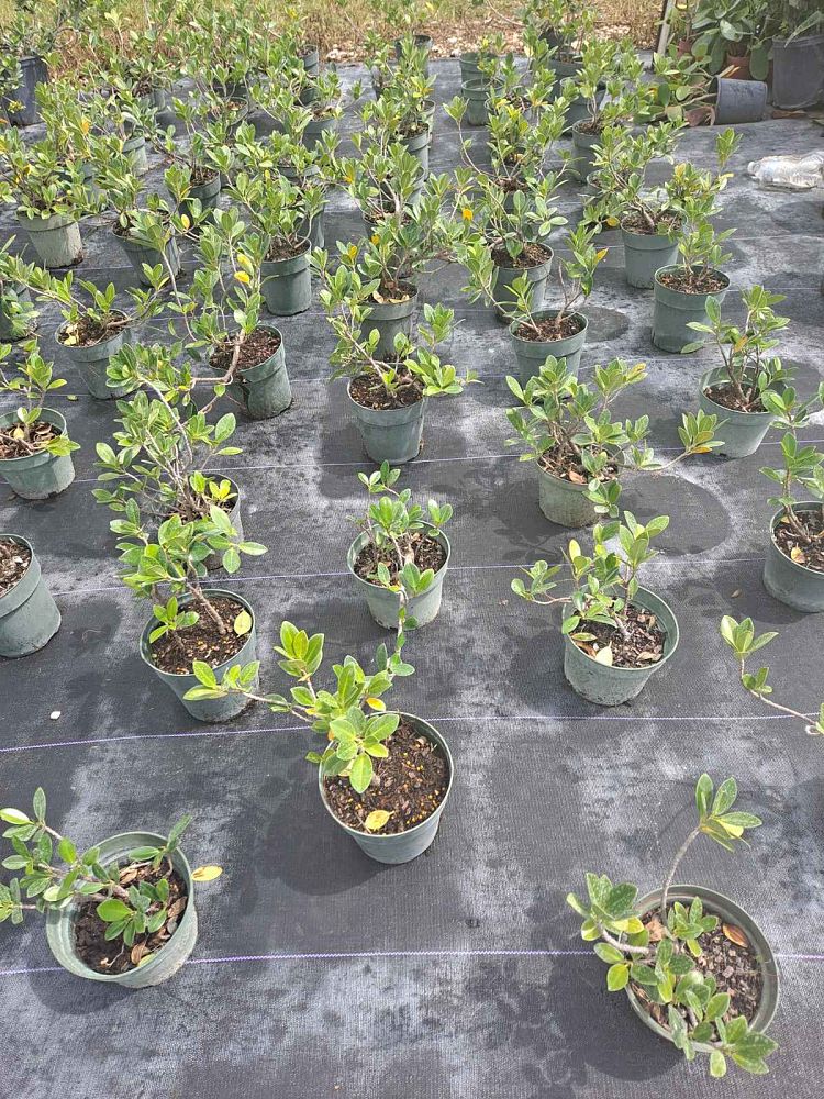 ficus-microcarpa-green-island-ficus-green-island