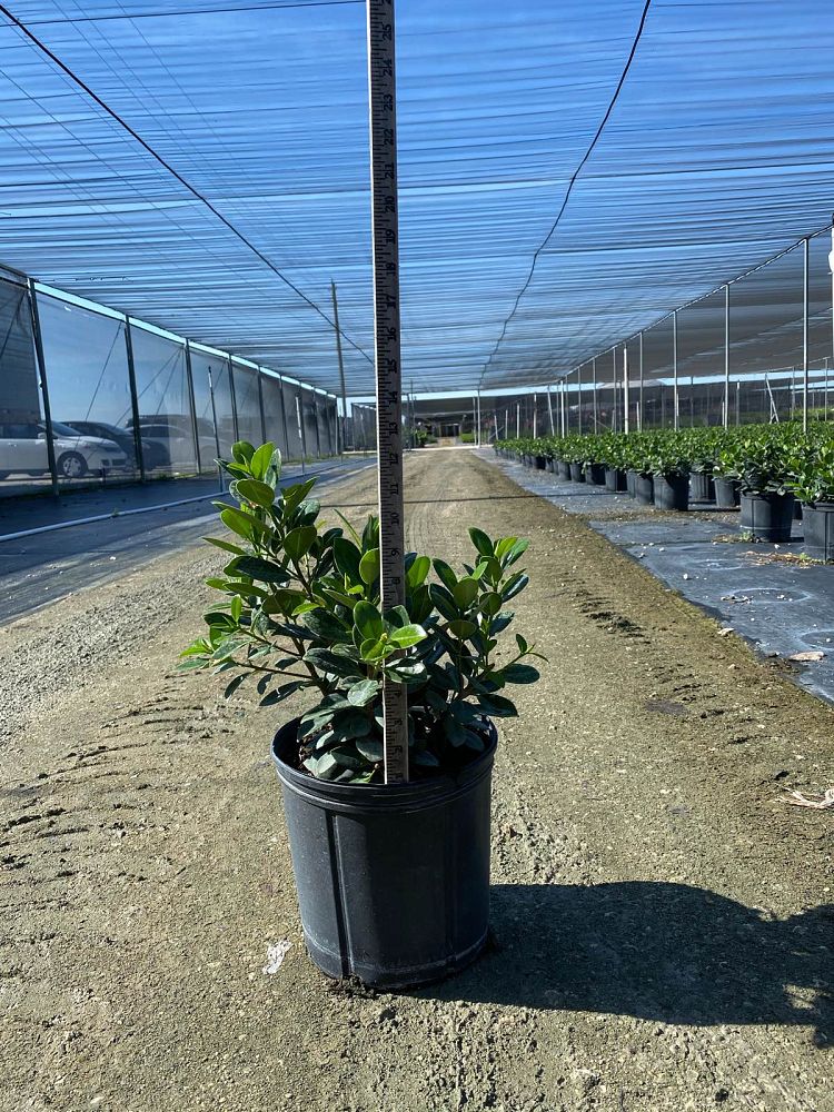 ficus-microcarpa-green-island-ficus-green-island