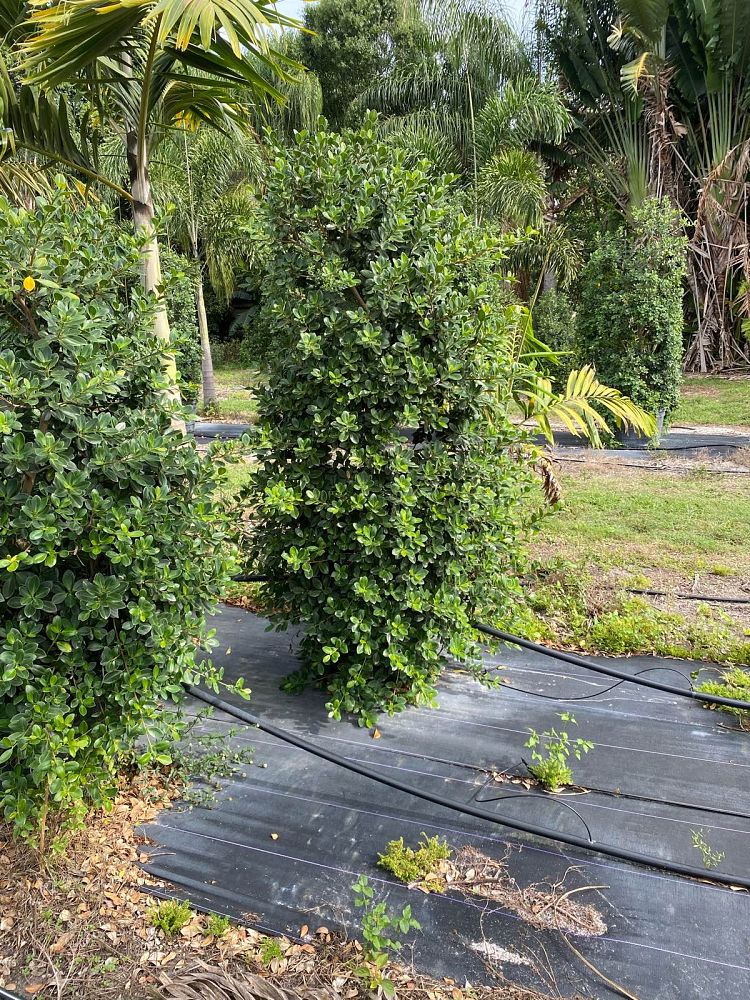 ficus-microcarpa-green-island-ficus-green-island