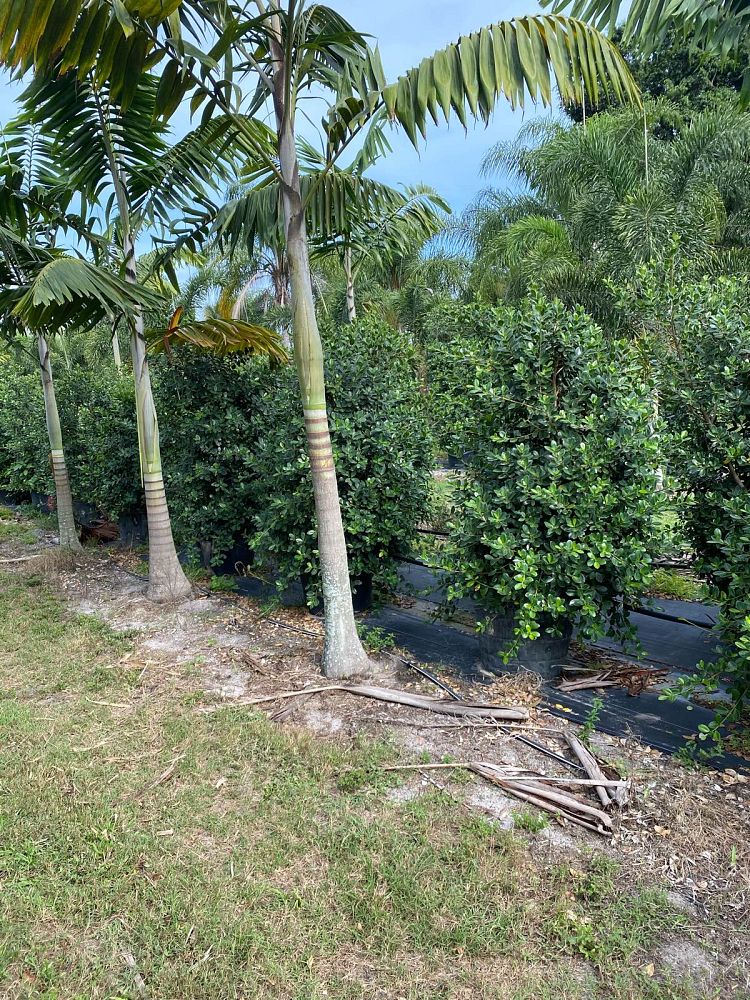 ficus-microcarpa-green-island-ficus-green-island