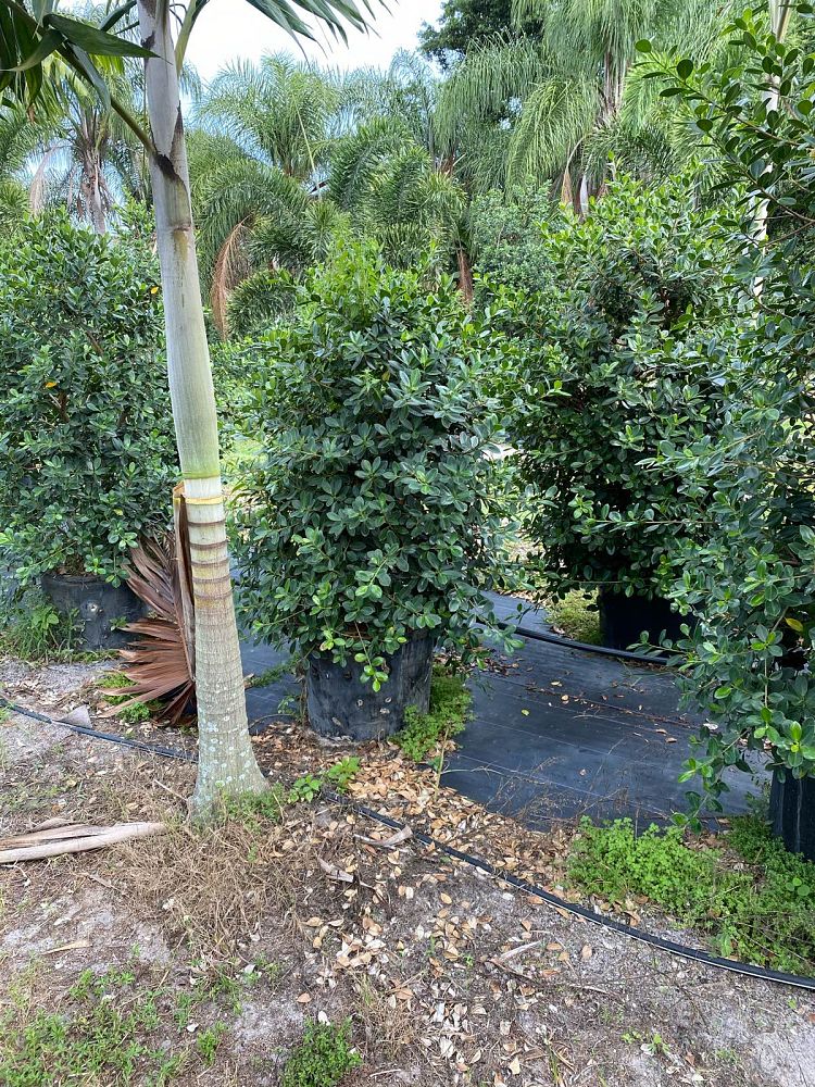 ficus-microcarpa-green-island-ficus-green-island