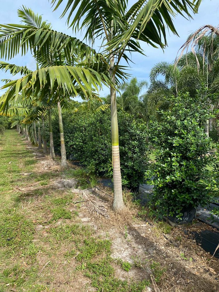 ficus-microcarpa-green-island-ficus-green-island
