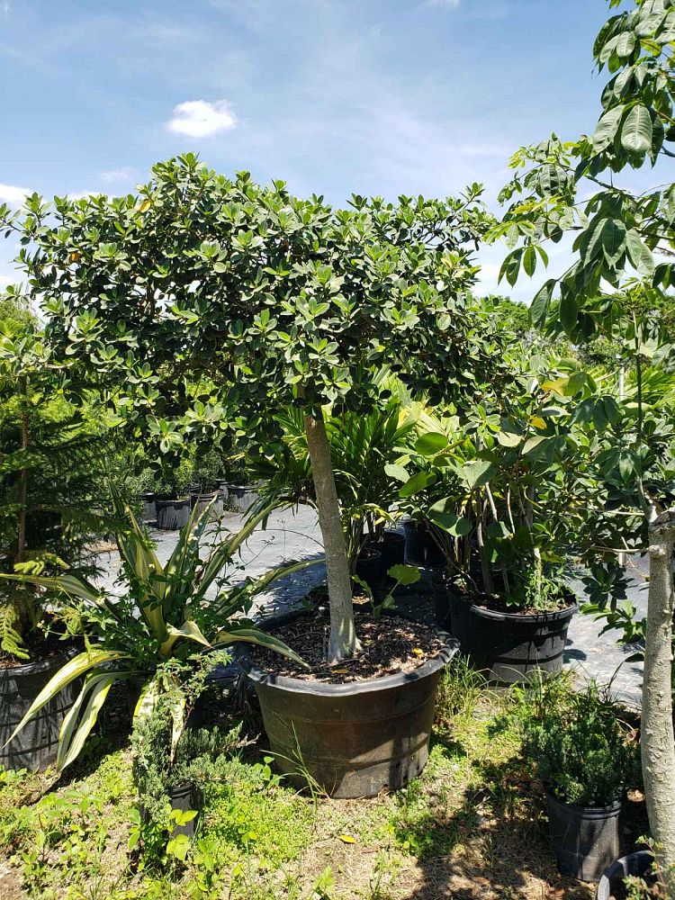 ficus-microcarpa-green-island-ficus-green-island