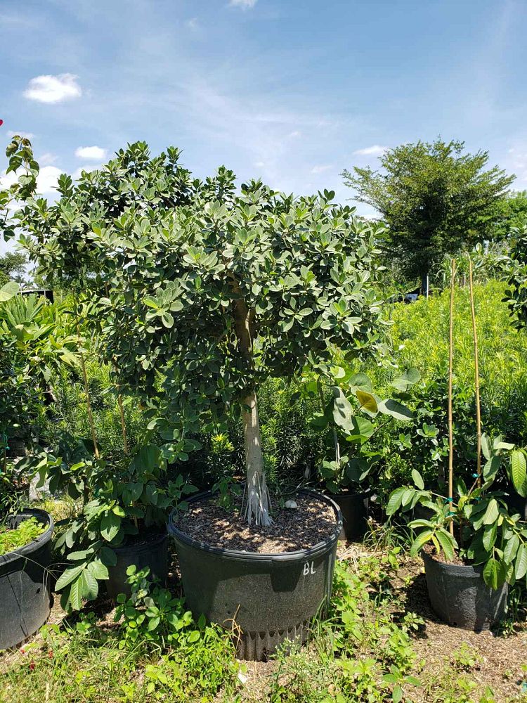 ficus-microcarpa-green-island-ficus-green-island