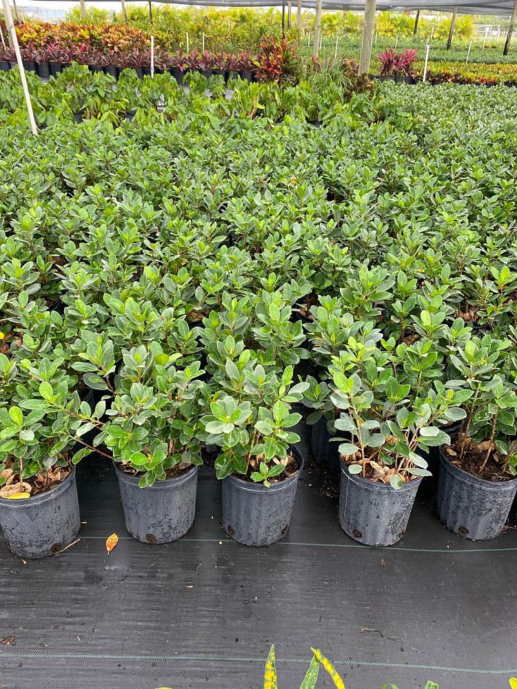 ficus-microcarpa-green-island-ficus-green-island