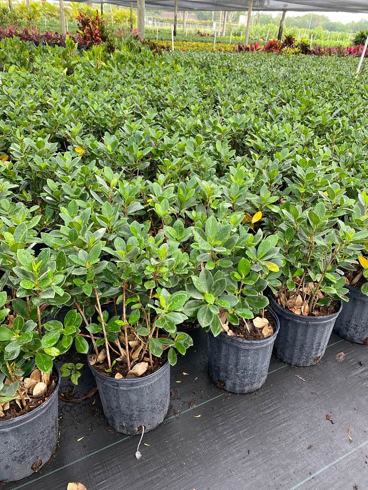 ficus-microcarpa-green-island-ficus-green-island