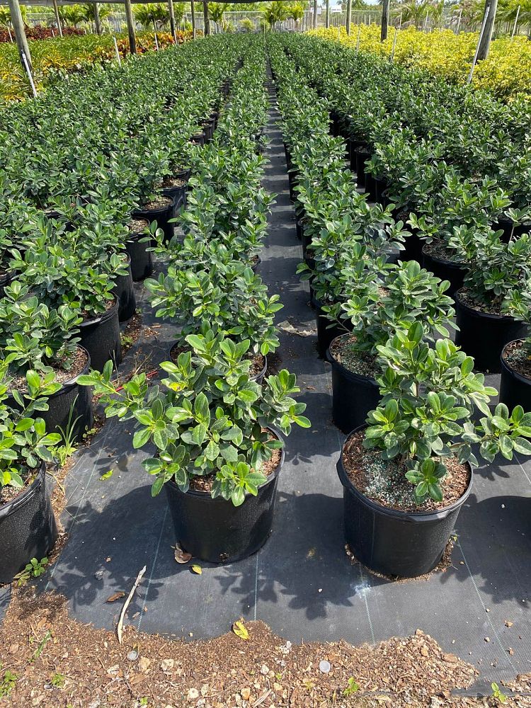 ficus-microcarpa-green-island-ficus-green-island