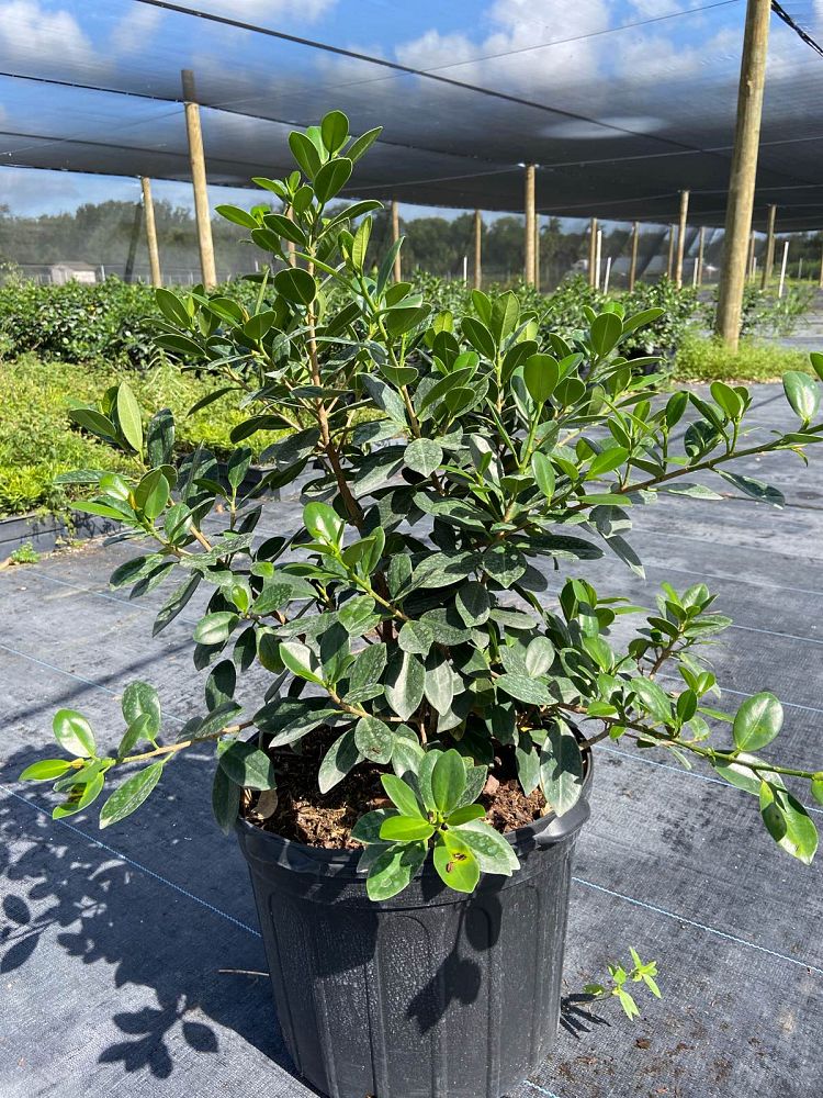 ficus-microcarpa-green-island-ficus-green-island