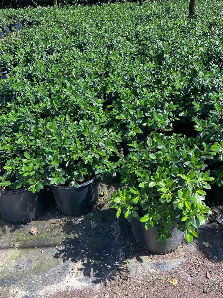 ficus-microcarpa-green-island-ficus-green-island