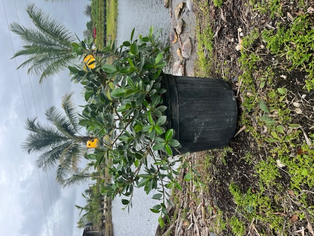 ficus-microcarpa-green-island-ficus-green-island
