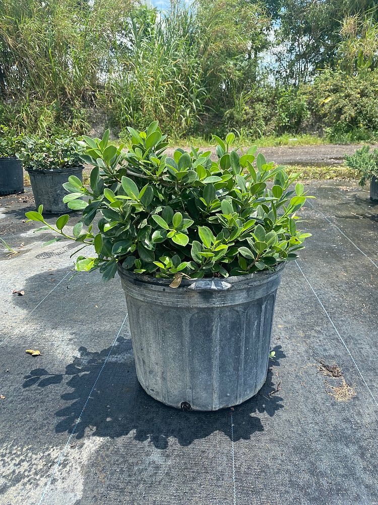ficus-microcarpa-green-island-ficus-green-island