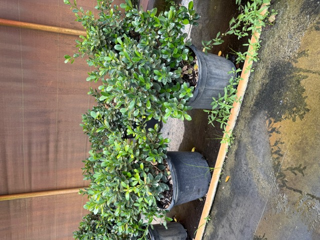 ficus-microcarpa-green-island-ficus-green-island