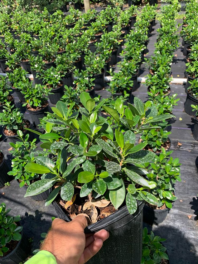 ficus-microcarpa-green-island-ficus-green-island
