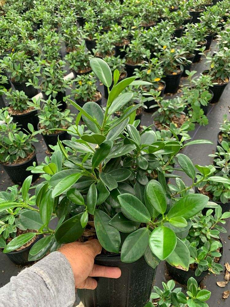 ficus-microcarpa-green-island-ficus-green-island