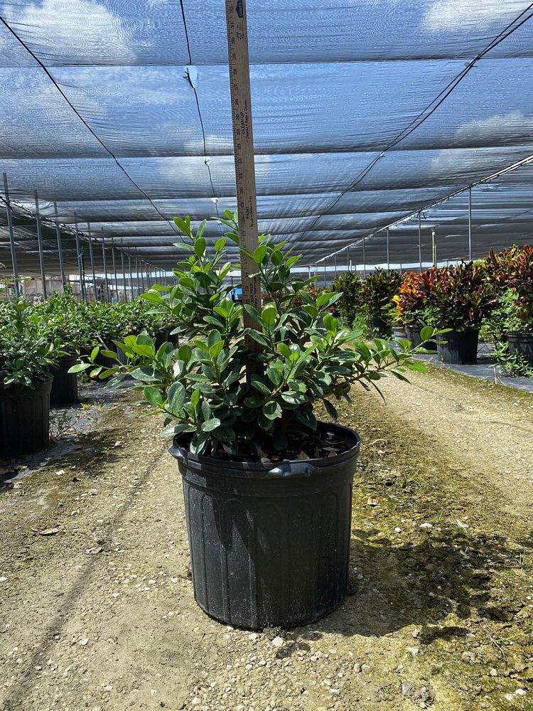 ficus-microcarpa-green-island-ficus-green-island