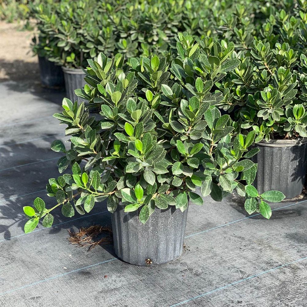 ficus-microcarpa-green-island-ficus-green-island