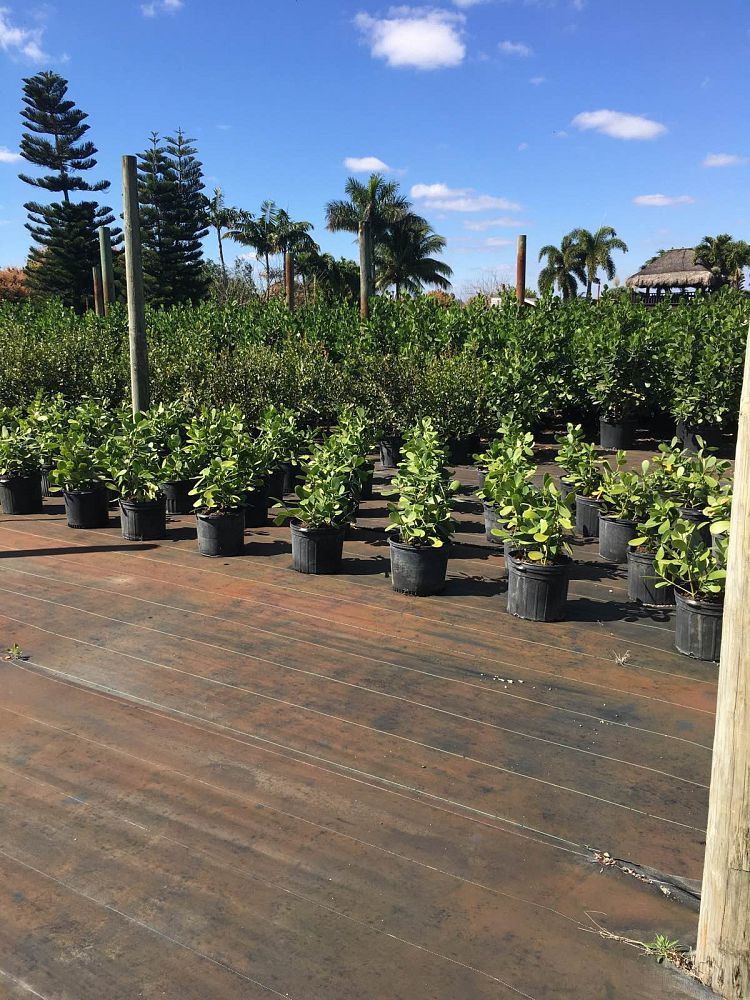 ficus-microcarpa-green-island-ficus-green-island