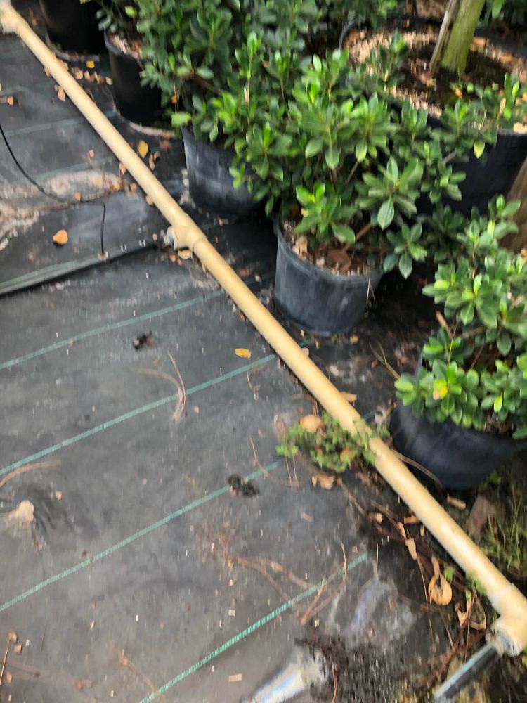 ficus-microcarpa-green-island-ficus-green-island