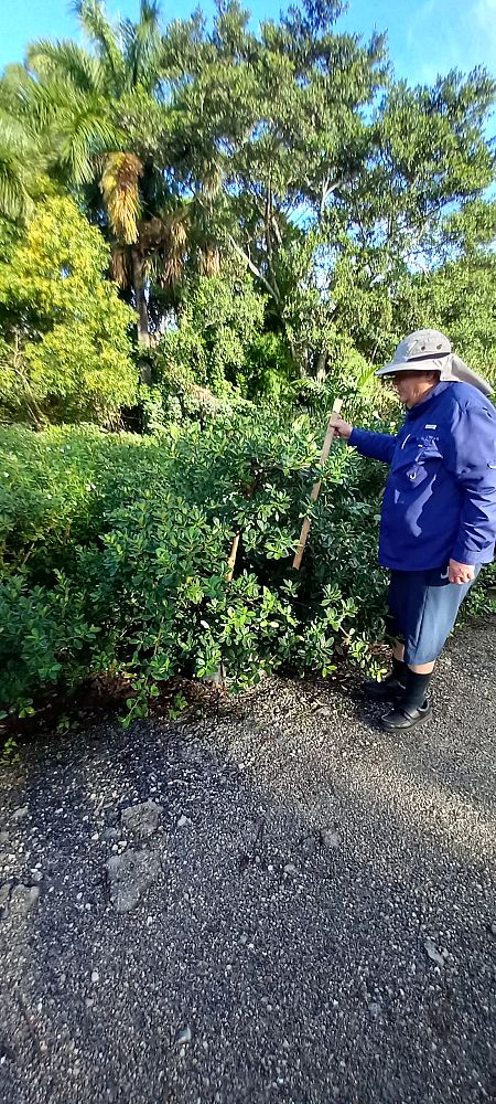 ficus-microcarpa-green-island-ficus-green-island