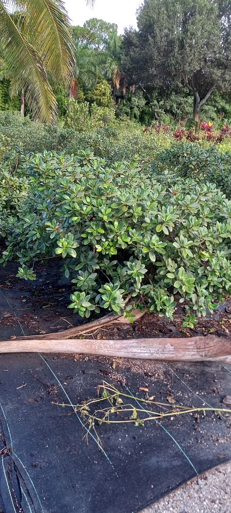ficus-microcarpa-green-island-ficus-green-island