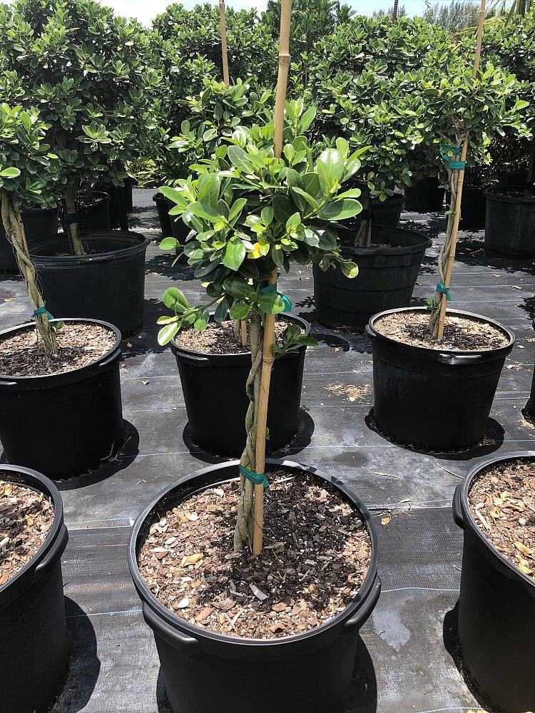 ficus-microcarpa-green-island-ficus-green-island