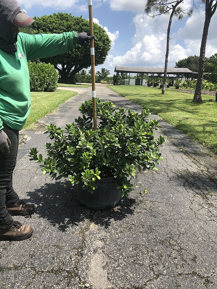 ficus-microcarpa-green-island-ficus-green-island