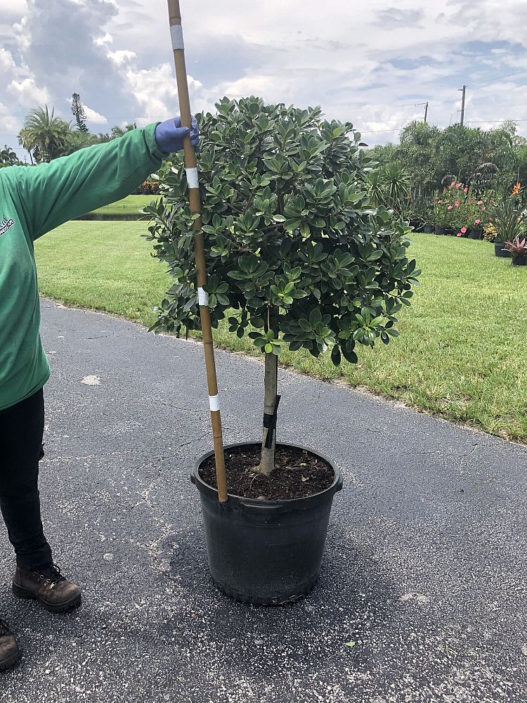 ficus-microcarpa-green-island-ficus-green-island