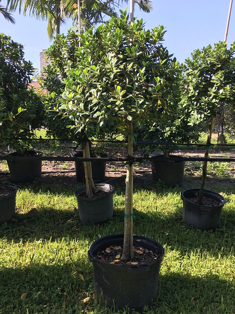 ficus-microcarpa-green-island-ficus-green-island