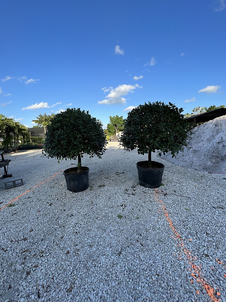 ficus-microcarpa-green-island-ficus-green-island
